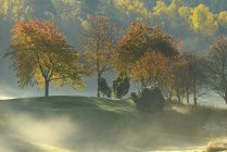 Foresta nella nebbia mattutina, attenzione selettiva — Foto stock