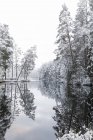 Lago del bosque con árboles cubiertos de nieve en Lotorp, Suecia - foto de stock