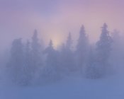 Árboles cubiertos de nieve en la niebla al atardecer - foto de stock