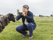 Женщина фотографирует овцу со смартфоном — стоковое фото