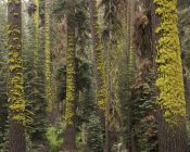 Bosque en el Parque Nacional Sequoia en California - foto de stock