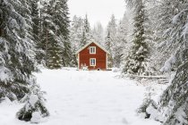 Maison dans forêt enneigée, foyer sélectif — Photo de stock