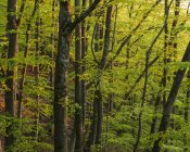 Árvores na floresta no Parque Nacional Soderasen, Suécia — Fotografia de Stock