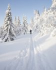 Homem esquiando por árvores cobertas de neve — Fotografia de Stock