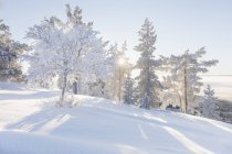 Trees covered in snow, selective focus — Stock Photo