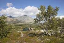 Man by tent in Rondane National Park, Norway — стокове фото