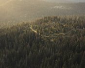 Vista panoramica della foresta nel Sequoia National Park in California — Foto stock