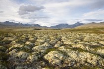 Vista panoramica dei licheni nel Parco Nazionale di Rondane, Norvegia — Foto stock