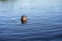 Teenager-Mädchen schwimmt im See, selektiver Fokus — Stockfoto