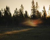 Сосны на закате в природном заповеднике Копганген, Швеция — стоковое фото