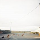 Hühnerherde auf der Straße in Portugal — Stockfoto