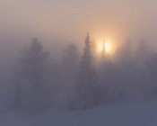 Snow covered trees in fog at sunset — Stock Photo