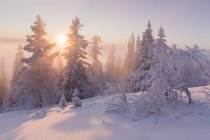 Снігові покриті дерева на заході сонця — стокове фото