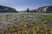 Морские водоросли на пляже в Шетланде, Шотландия — стоковое фото