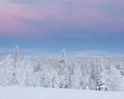 Árboles cubiertos de nieve al atardecer - foto de stock