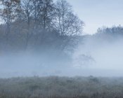 Campo nebuloso por floresta, foco seletivo — Fotografia de Stock