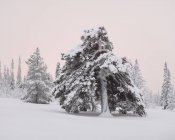 Trees covered in snow, selective focus — Stock Photo