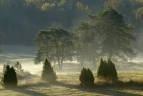 Floresta no nevoeiro da manhã, foco seletivo — Fotografia de Stock