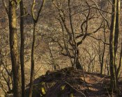 Hêtres nus dans le parc national de Soderasen, Suède — Photo de stock