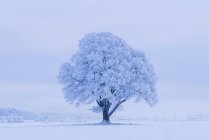 Neve árvore coberta durante o inverno — Fotografia de Stock