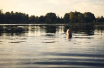 Mujer nadando en el lago y mirando a la cámara - foto de stock