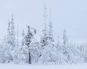 Árvores cobertas de neve, foco seletivo — Fotografia de Stock