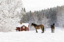 Chevaux sur neige par forêt et ferme — Photo de stock