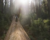 Escursionista che cammina sull'albero caduto — Foto stock