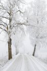 Malerischer Blick auf die schneebedeckte Straße durch Bäume — Stockfoto