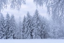 Bosque cubierto de nieve en Kilsbergen, Suecia - foto de stock
