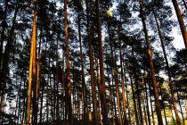 Живописный вид на лес в Даларне, Швеция — стоковое фото