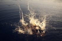 Розщеплення хлопчика занурення в озеро — стокове фото