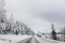 Snow covered road between trees — Stock Photo