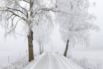 Snow covered road by trees, selective focus — Stock Photo
