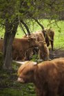 Vacche in azienda, attenzione selettiva — Foto stock