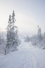 Trilha de esqui entre árvores, foco seletivo — Fotografia de Stock