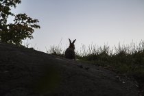 Conejo en la colina, enfoque selectivo - foto de stock