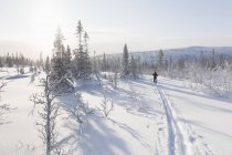 Людина катається на лижах на засніжених деревах — стокове фото