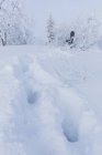 Відбитки снігу, вибірковий фокус — стокове фото