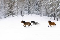 Cavalos castanhos correndo pela neve — Fotografia de Stock