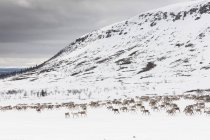 Олені на сніговій галявині в Даларні (Швеція). — стокове фото
