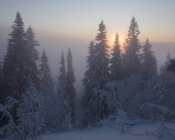 Neve árvores cobertas ao pôr do sol — Fotografia de Stock