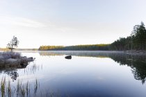 Лес за озером, селективный фокус — стоковое фото
