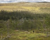Жінка подорожує лісом у Національному парку Фулуфьялле (Швеція). — стокове фото