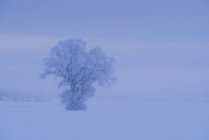 Frost covered tree in snowy field — Stock Photo