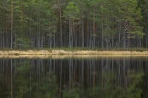 Vista panorâmica da floresta por lago — Fotografia de Stock