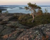 Kiefern an der Ostsee im Skuleskogen Nationalpark, Schweden — Stockfoto