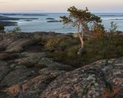 Pini in riva al Mar Baltico nel Parco nazionale di Skuleskogen, Svezia — Foto stock