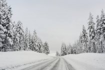 Снігова покрита дорога між деревами — стокове фото