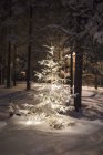 Baum mit Schnee bedeckt, selektiver Fokus — Stockfoto